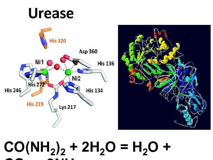 Urease CO(NH 2)2 + 2 H 2 O = H 2 O + 