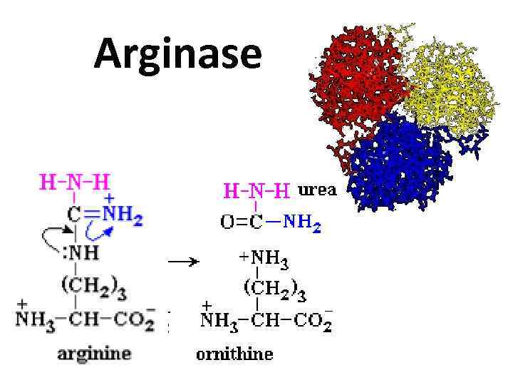 Arginase 