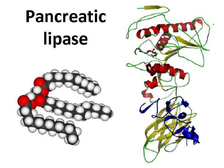 Pancreatic lipase 