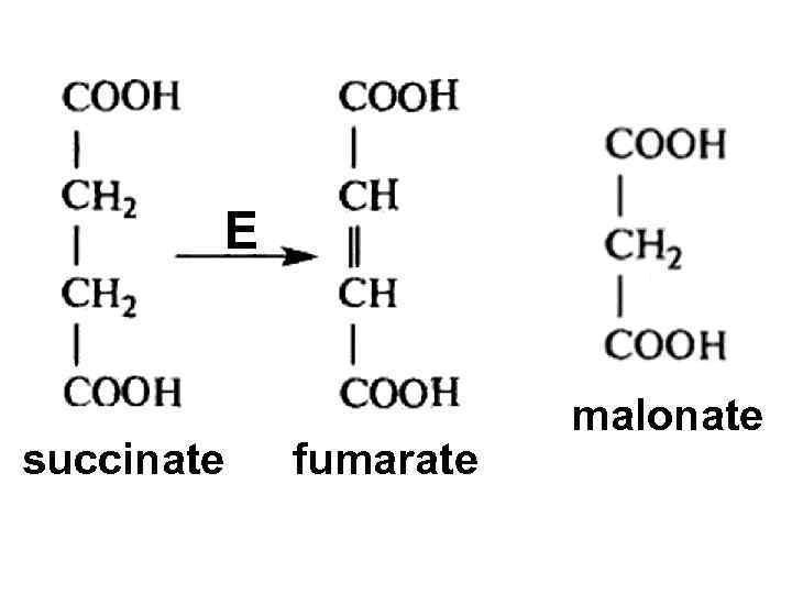 succinate fumarate malonate 