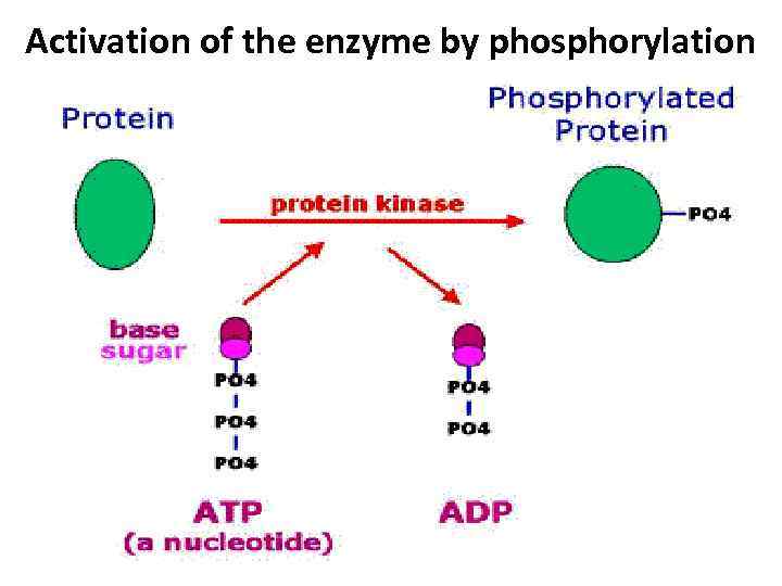 Activation of the enzyme by phosphorylation 