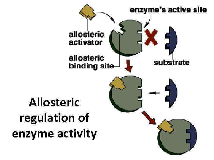 Allosteric regulation of enzyme activity 