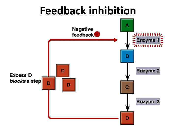 Feedback inhibition 