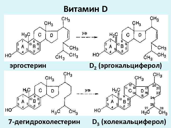 Витамин D эргостерин 7 -дегидрохолестерин D 2 (эргокальциферол) D 3 (холекальциферол) 