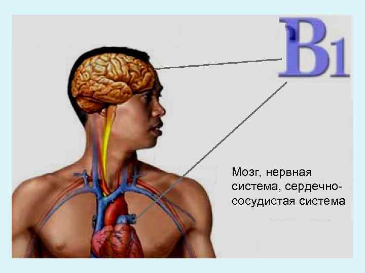 Мозг, нервная система, сердечнососудистая система 