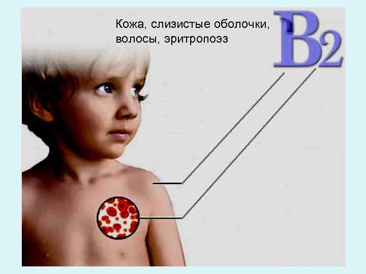 Кожа, слизистые оболочки, волосы, эритропоэз 