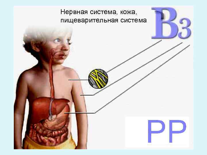 Нервная система, кожа, пищеварительная система 