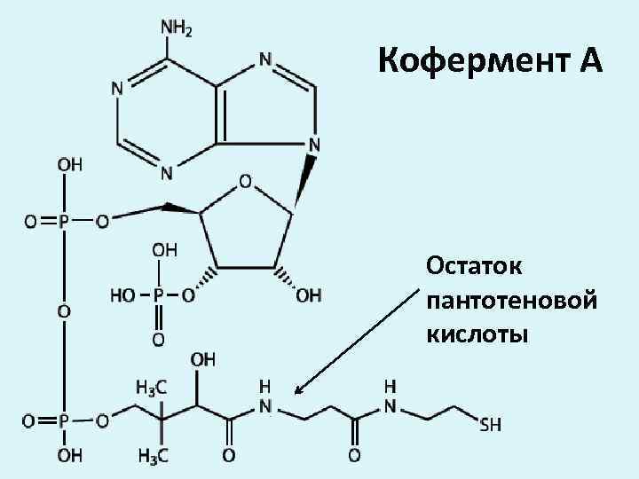 Кофермент А Остаток пантотеновой кислоты 