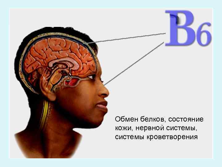 Обмен белков, состояние кожи, нервной системы, системы кроветворения 