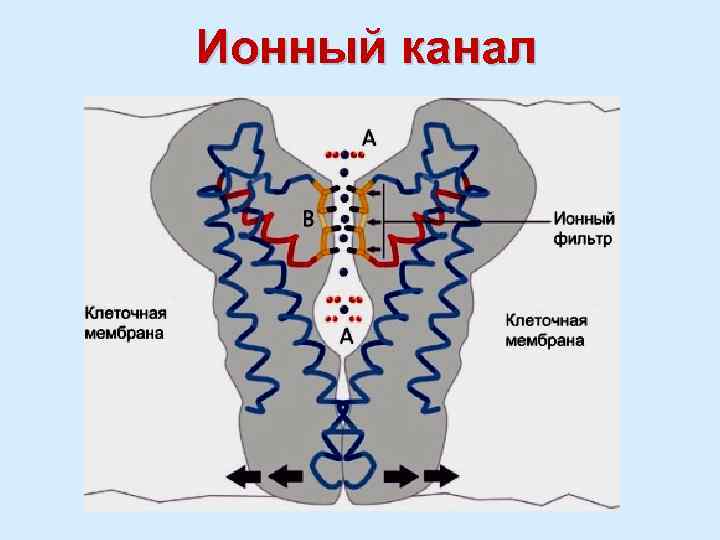 Ионный канал 