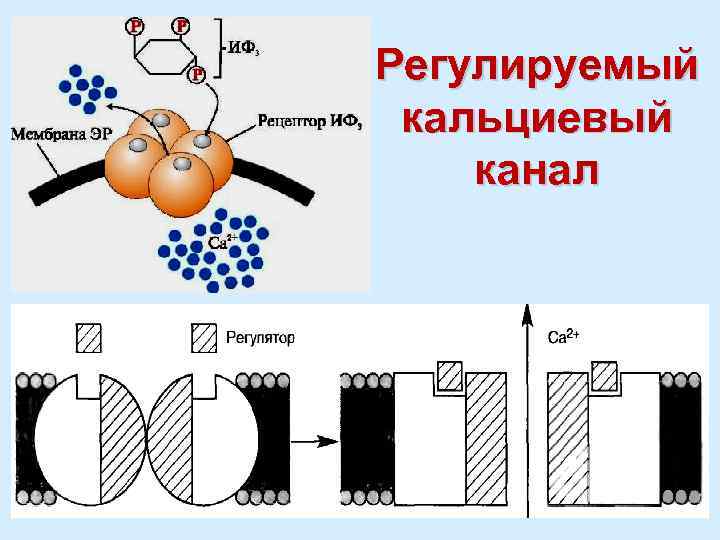 Регулируемый кальциевый канал 