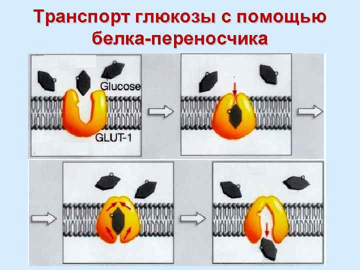 Транспорт глюкозы с помощью белка-переносчика 