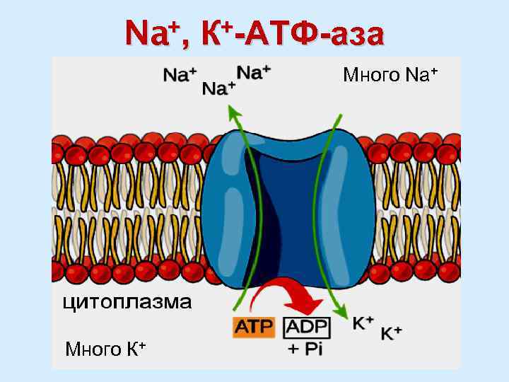 Na+, К+-АТФ-аза Много Na+ Много К+ 