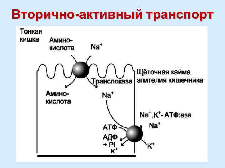 Вторично-активный транспорт 