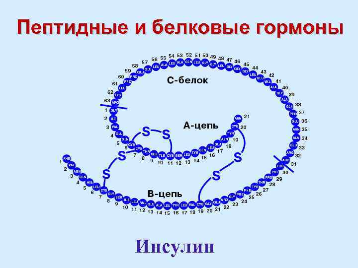 Пептидные и белковые гормоны Инсулин 