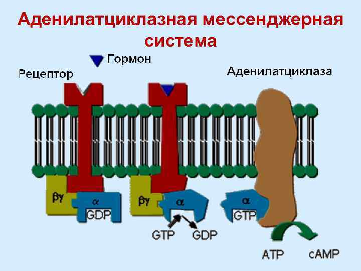 Аденилатциклазная мессенджерная система 