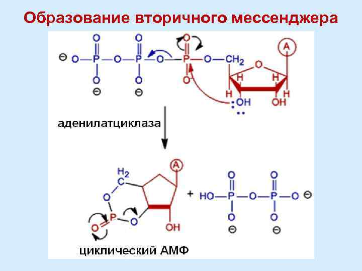 Образование вторичного мессенджера 