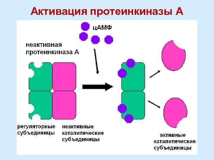 Активация протеинкиназы А 