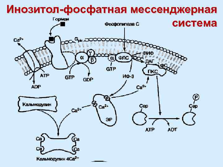 Инозитол-фосфатная мессенджерная система 