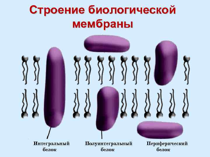 Строение биологической мембраны Интегральный белок Полуинтегральный белок Периферический белок 