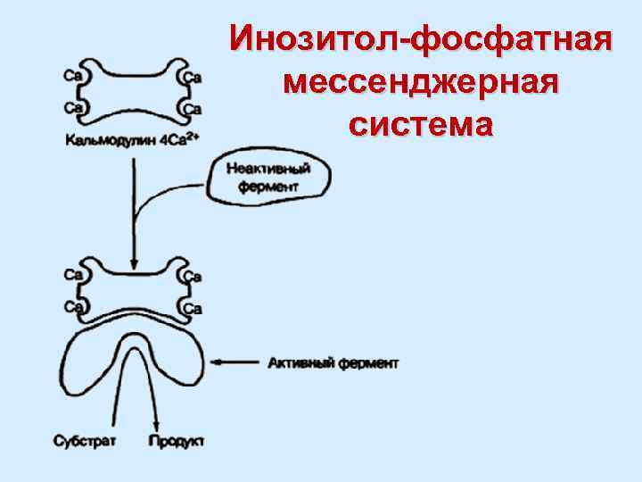 Инозитол-фосфатная мессенджерная система 