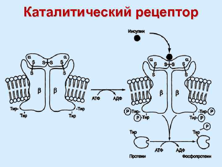 Каталитический рецептор 