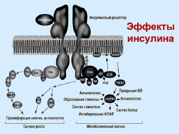 Эффекты инсулина 