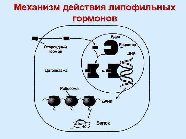 Механизм действия гормонов