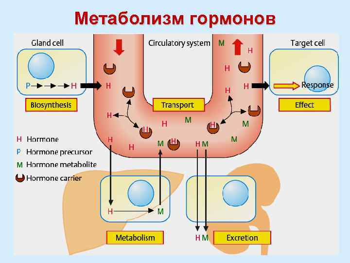 Метаболизм гормонов 