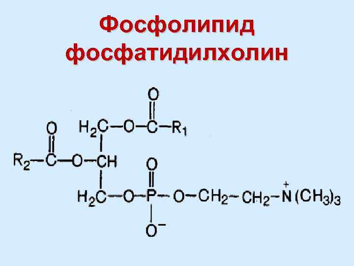 Схема образования фосфатидилхолина