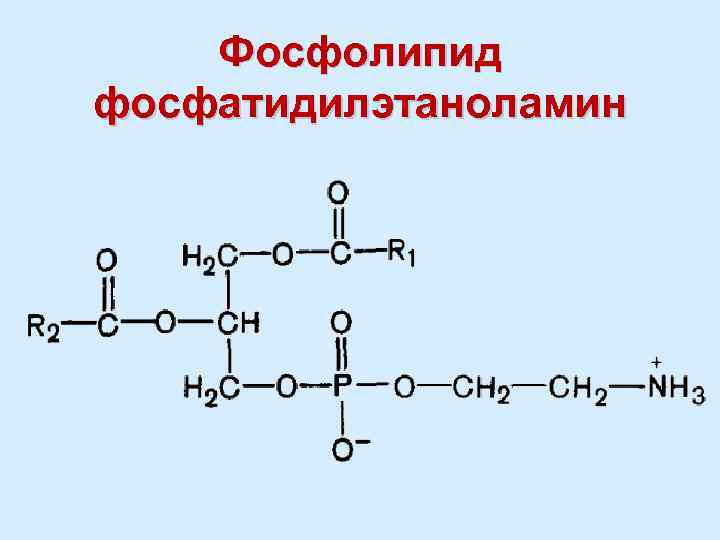 Приведите схему реакции превращения фосфатидилэтаноламина в фосфатидилхолин