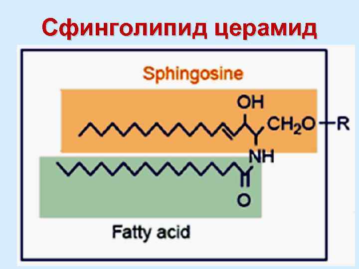 Что такое церамиды. Церамид функции. Сфинголипиды в мембране. Церамид 3. Сфинголипиды являются компонентами биомембран.