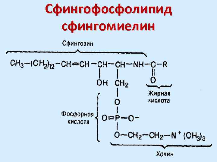 Сфингофосфолипид сфингомиелин 