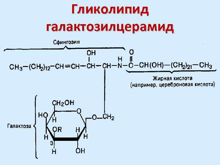 Гликолипид галактозилцерамид 