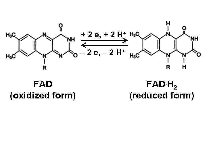 + 2 e, + 2 H+ 2 e, 2 H+ FAD (oxidized form) FAD.