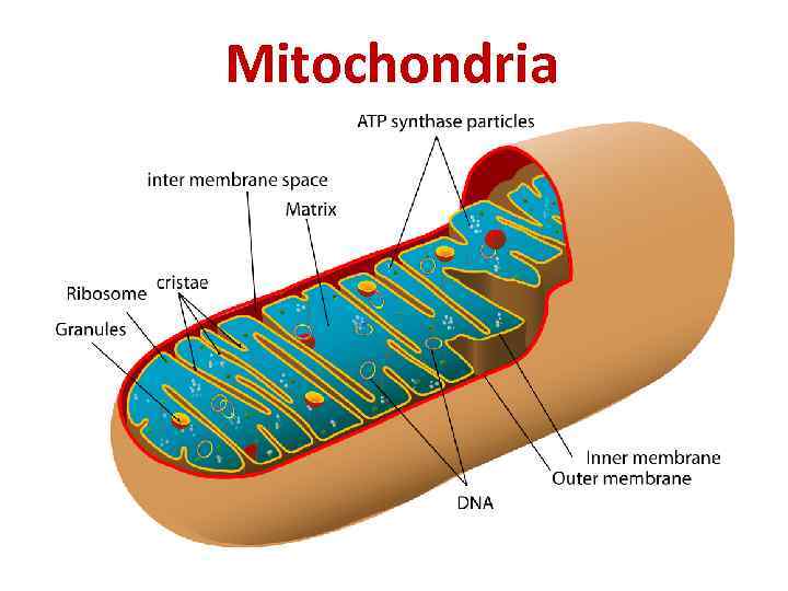 Mitochondria 