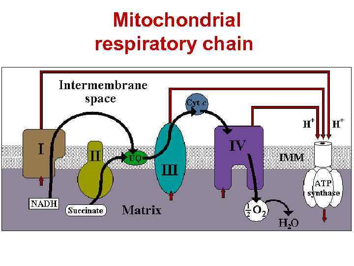 Mitochondrial respiratory chain 