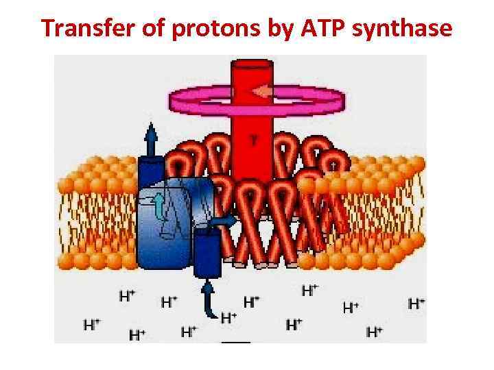 Transfer of protons by ATP synthase 