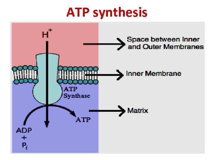 ATP synthesis 