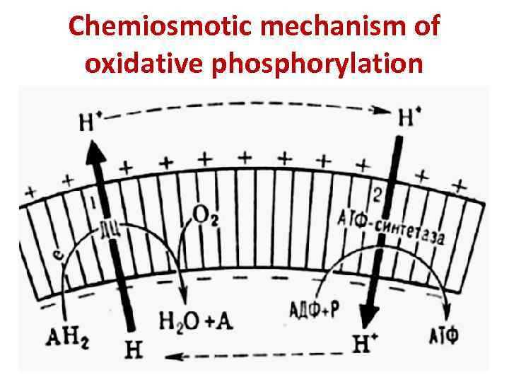 Chemiosmotic mechanism of oxidative phosphorylation 