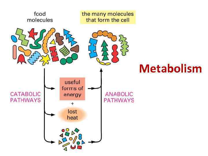 Metabolism 