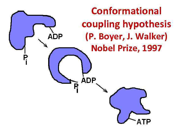 Conformational coupling hypothesis (P. Boyer, J. Walker) Nobel Prize, 1997 