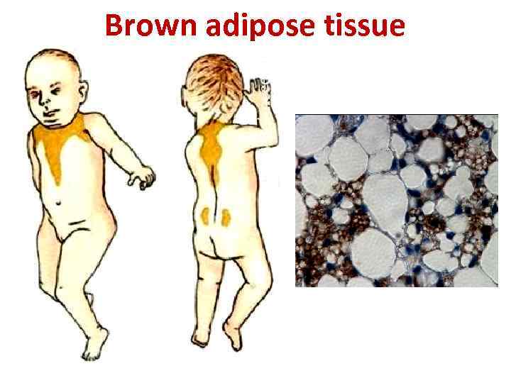 Brown adipose tissue 