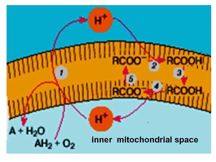 inner mitochondrial space 