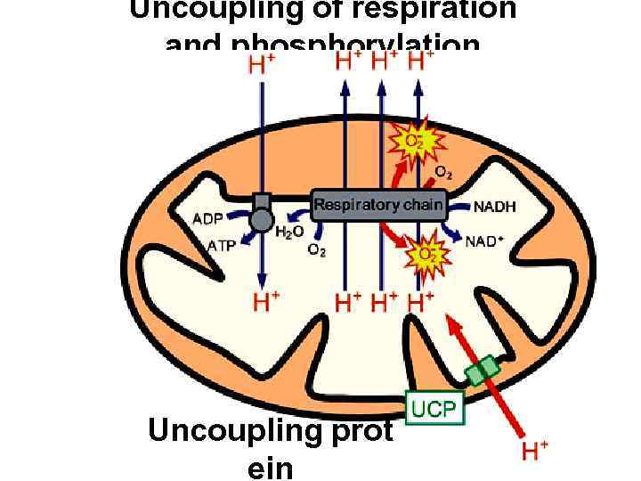 Uncoupling of respiration and phosphorylation Uncoupling prot ein 