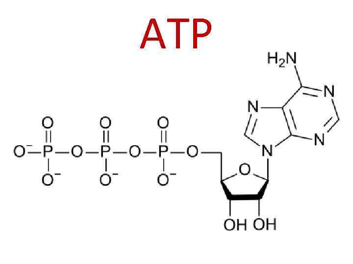 ATP 