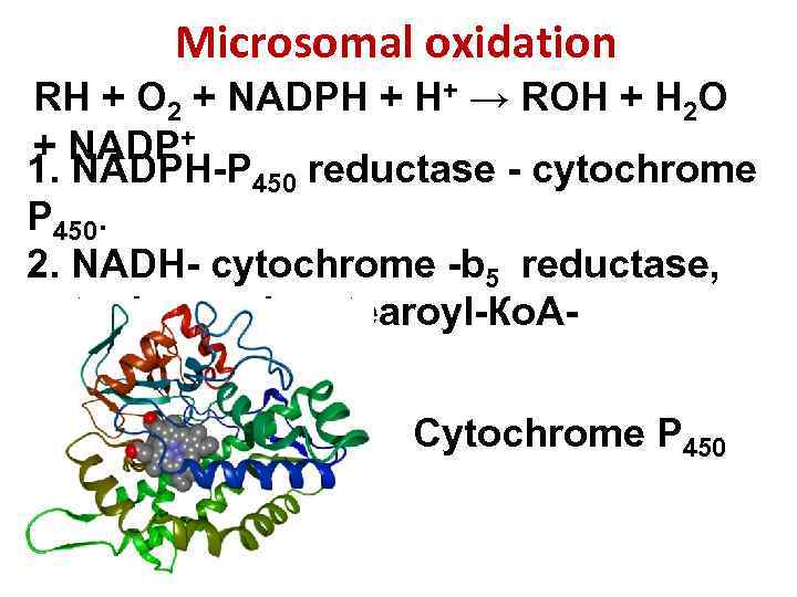 Microsomal oxidation RH + O 2 + NADPH + H+ → ROH + H