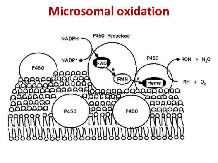 Microsomal oxidation 