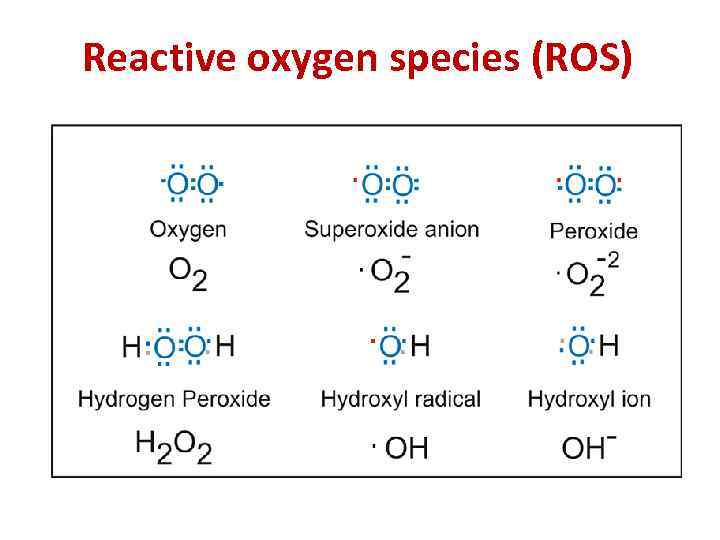 Reactive oxygen species (ROS) 