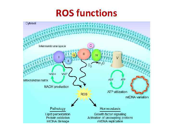 ROS functions 